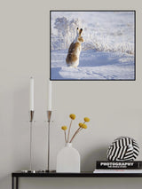 White-tailed jackrabbit Poster och Canvastavla