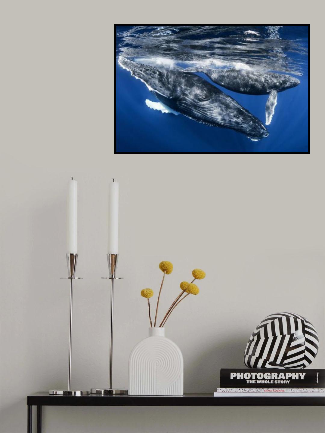 Humphback whale and calf, Reunion Island Poster och Canvastavla
