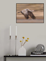 Flying sandhill crane Poster och Canvastavla