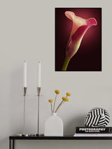 Red Calla Poster och Canvastavla