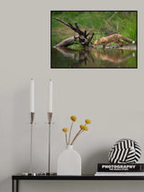 Red Fox Poster och Canvastavla