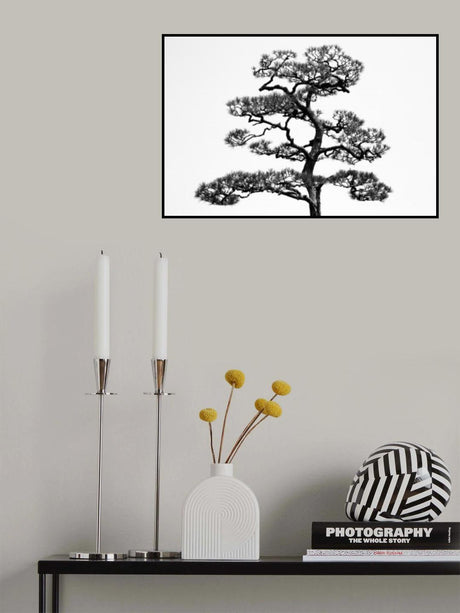 Japanese pine Poster och Canvastavla