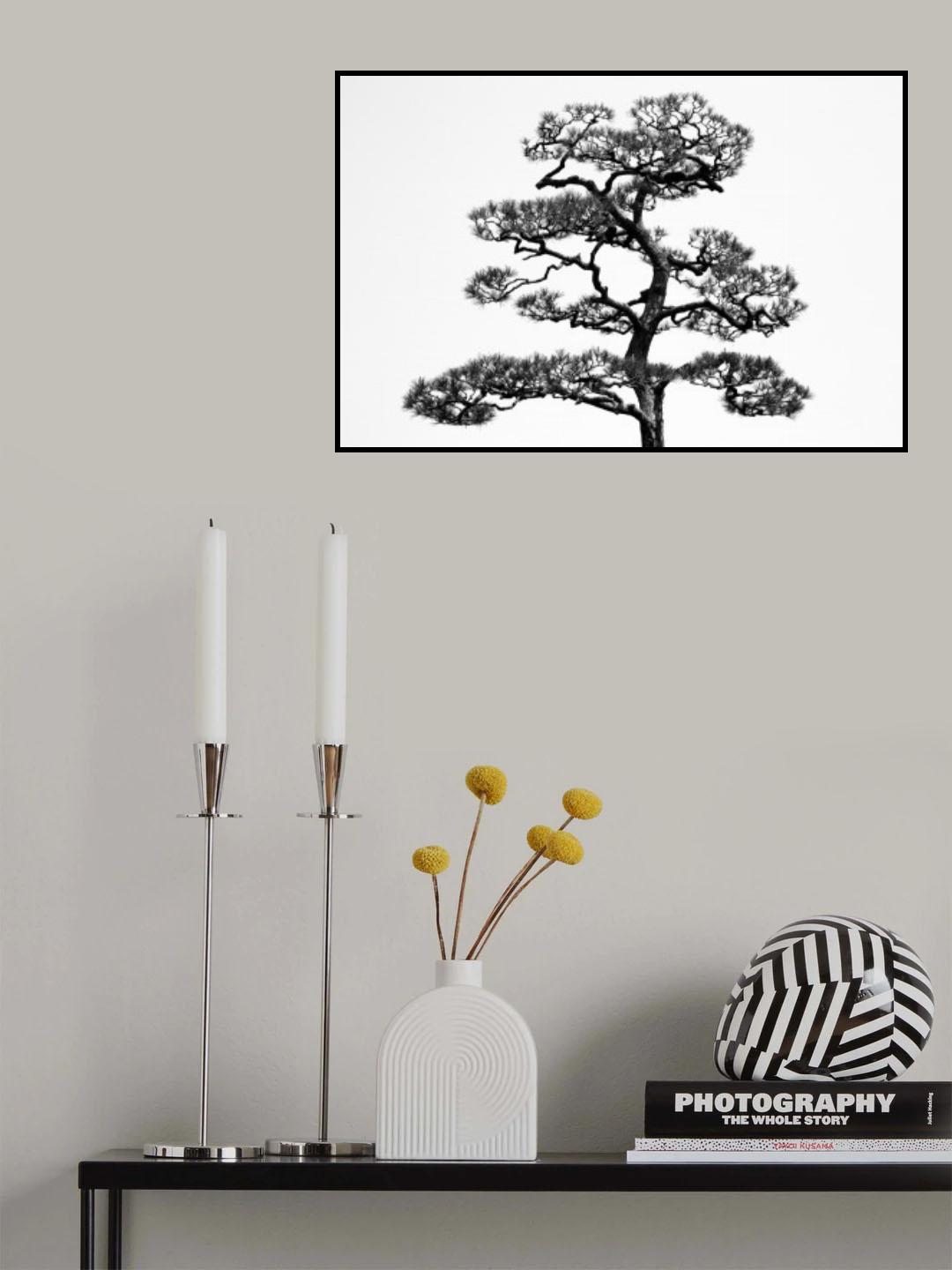 Japanese pine Poster och Canvastavla