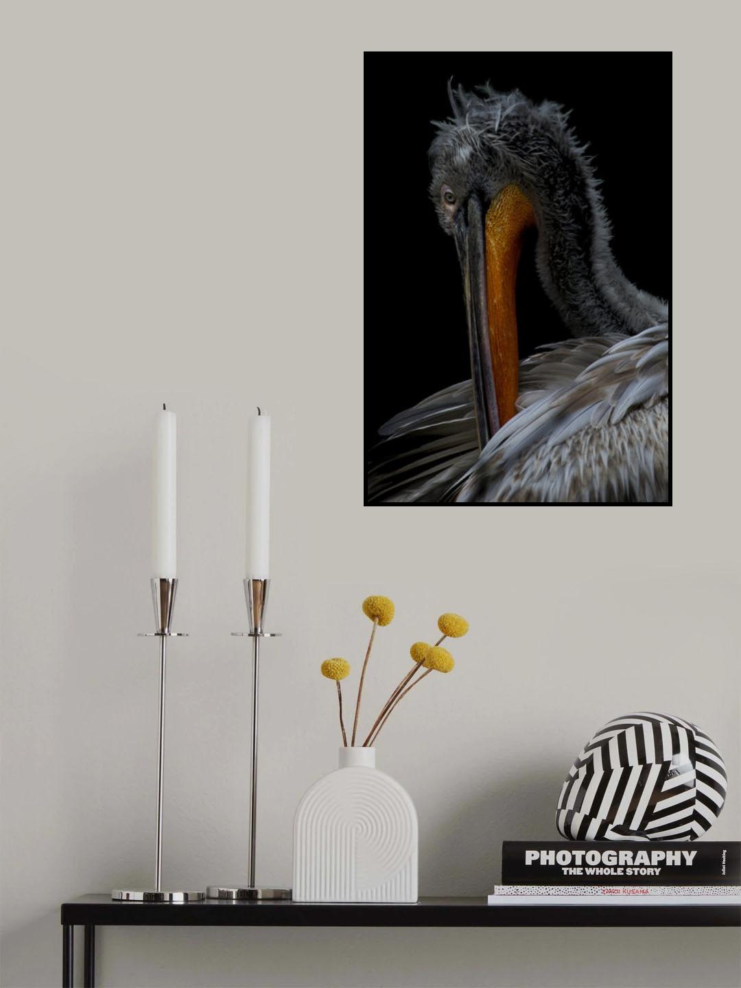 Pelikaan Poster och Canvastavla