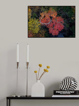 Maple Poster och Canvastavla