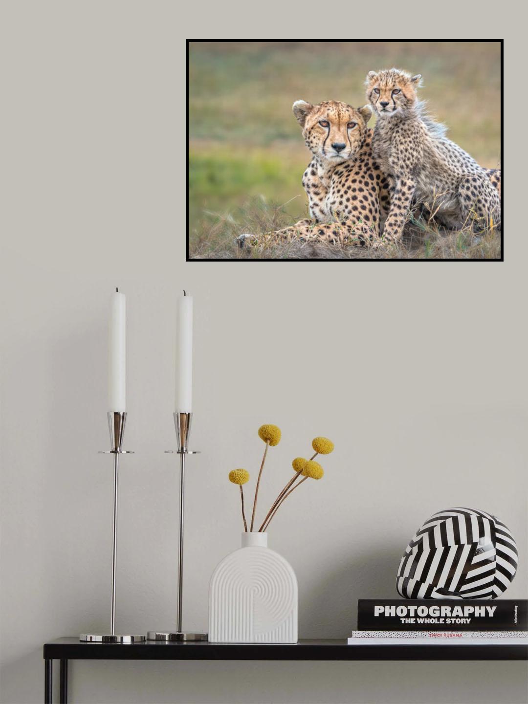 Cheetah  and cub Poster och Canvastavla