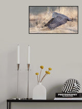 Flying Poster och Canvastavla