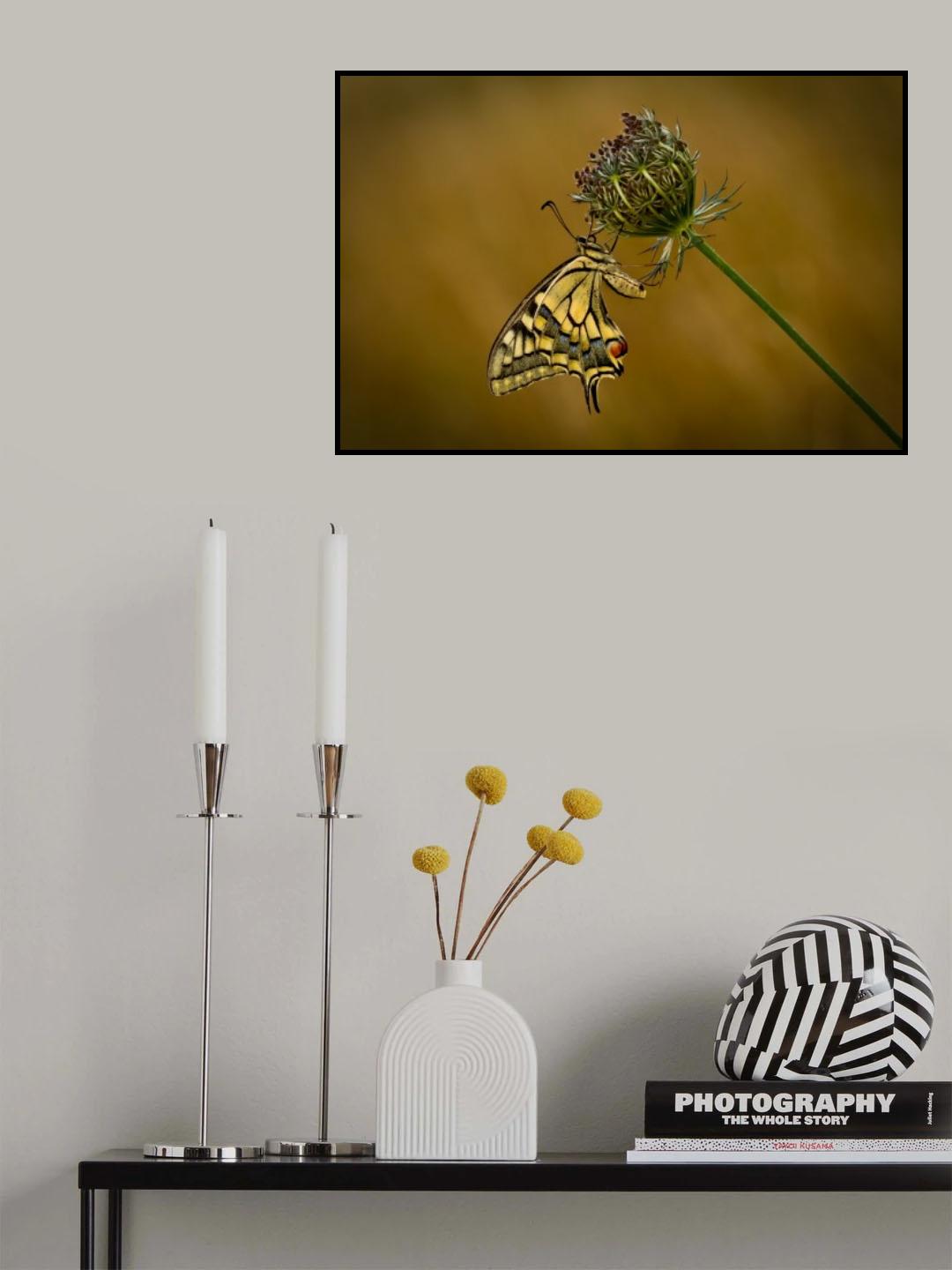 Swallowtail Poster och Canvastavla
