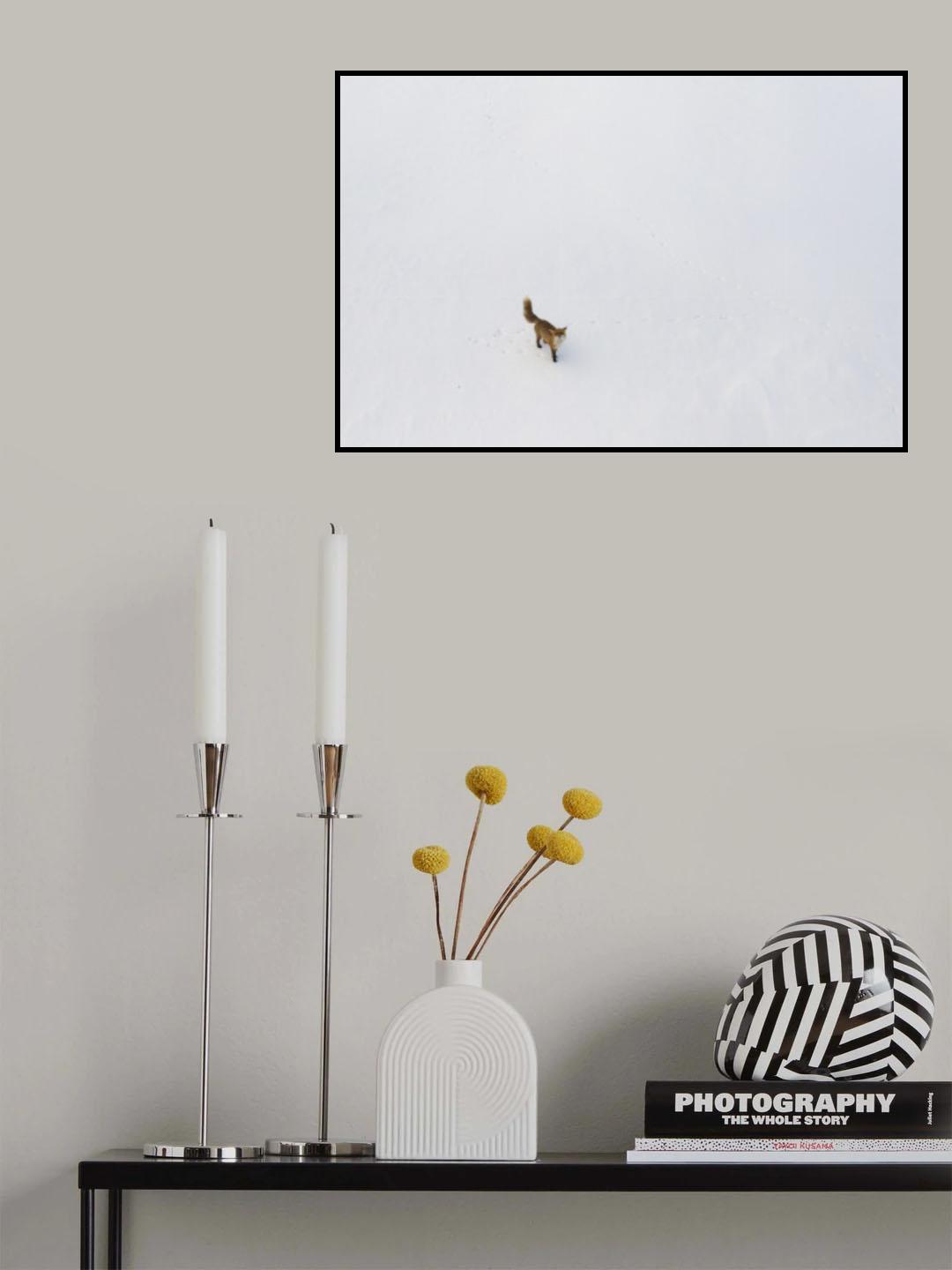 Curious fox Poster och Canvastavla