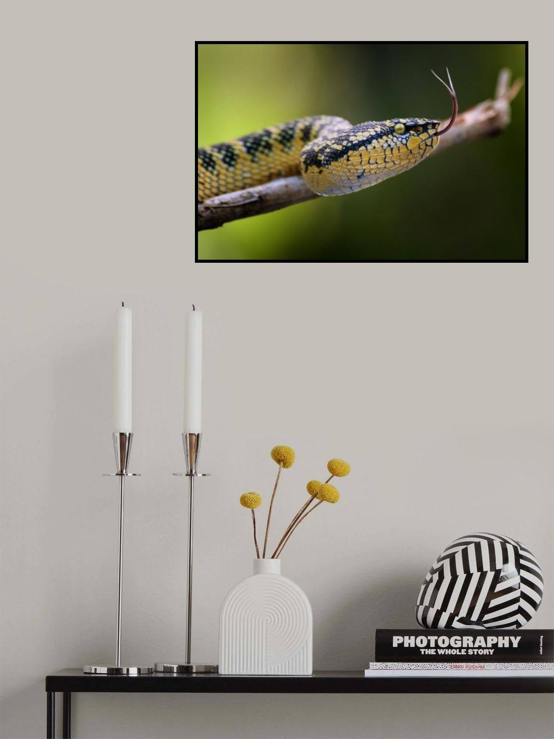 viperidae Poster och Canvastavla
