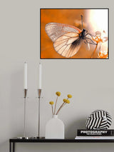 Butterfly in autumn colors... Poster och Canvastavla