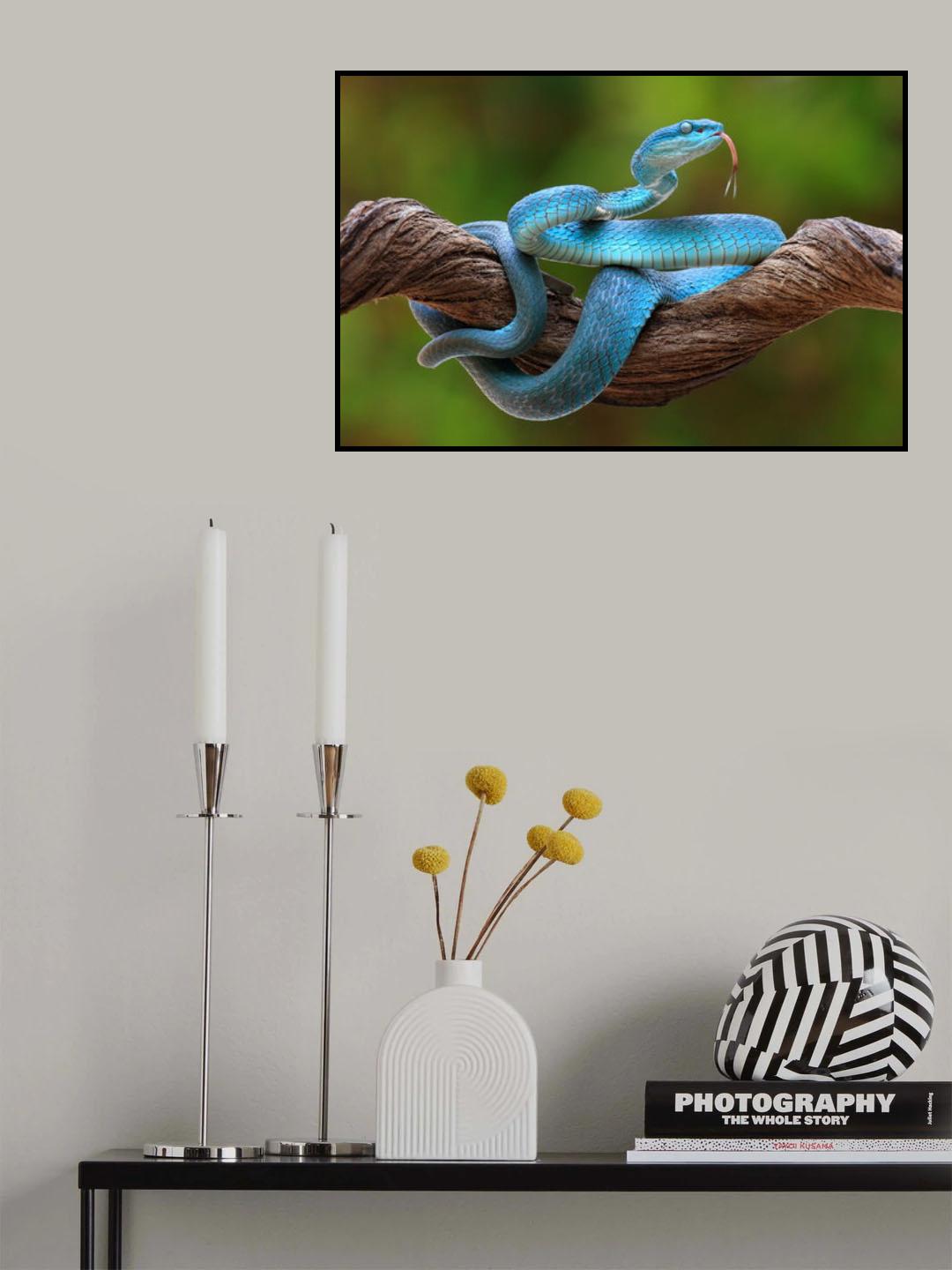 turquoise blue viper Poster och Canvastavla