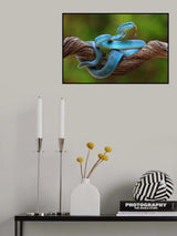 turquoise blue viper Poster och Canvastavla