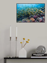 Coral reef life Poster och Canvastavla