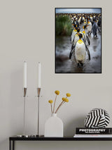 Follow me Poster och Canvastavla