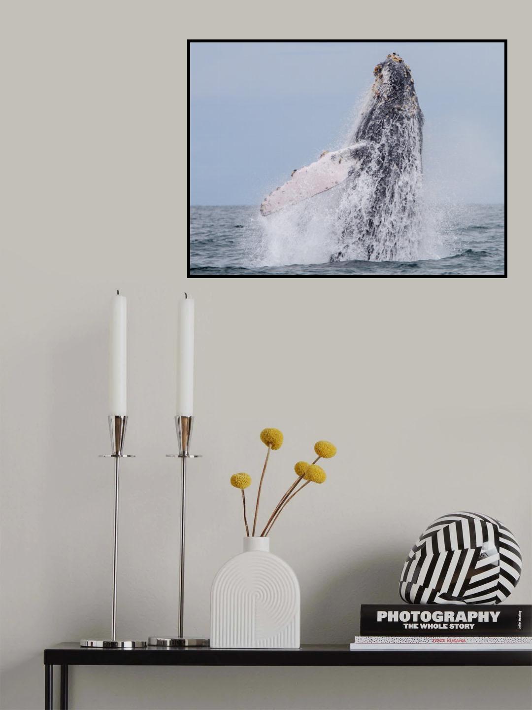 humpback whale migration Poster och Canvastavla