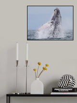 humpback whale migration Poster och Canvastavla