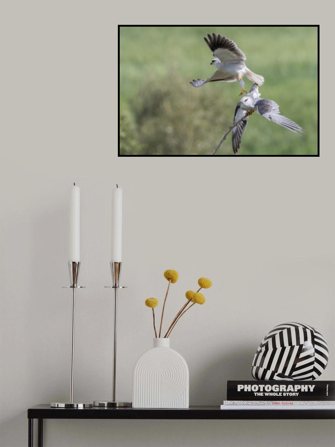 Pair of Black Winged Kite Poster och Canvastavla
