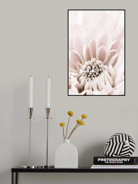 Chrysanthemum No 06 Poster och Canvastavla
