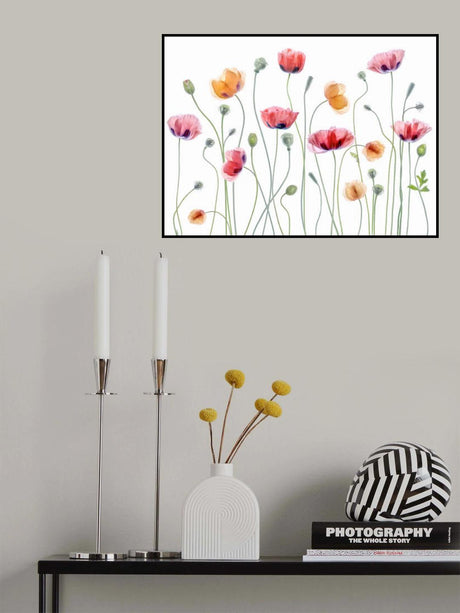 Papaver party Poster och Canvastavla