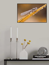 Nature is preparing for Christmas... Poster och Canvastavla