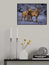 Bighorn - Rocky Mtn NP Poster och Canvastavla
