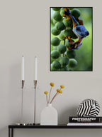Green Frog Poster och Canvastavla