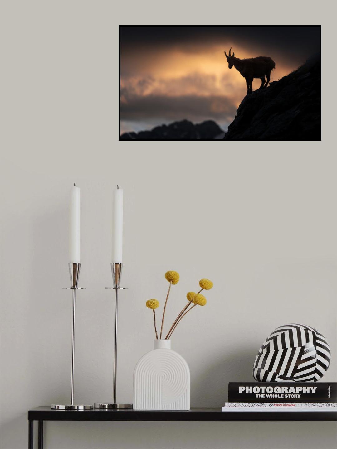 Alpine ibex Poster och Canvastavla