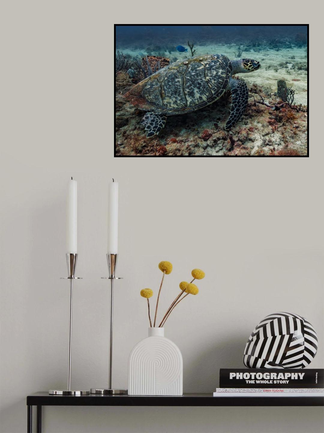 Sea Turtle Poster och Canvastavla
