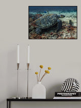 Sea Turtle Poster och Canvastavla