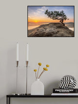 Old pine Poster och Canvastavla
