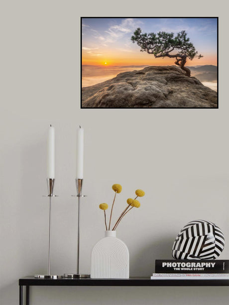 Old pine Poster och Canvastavla