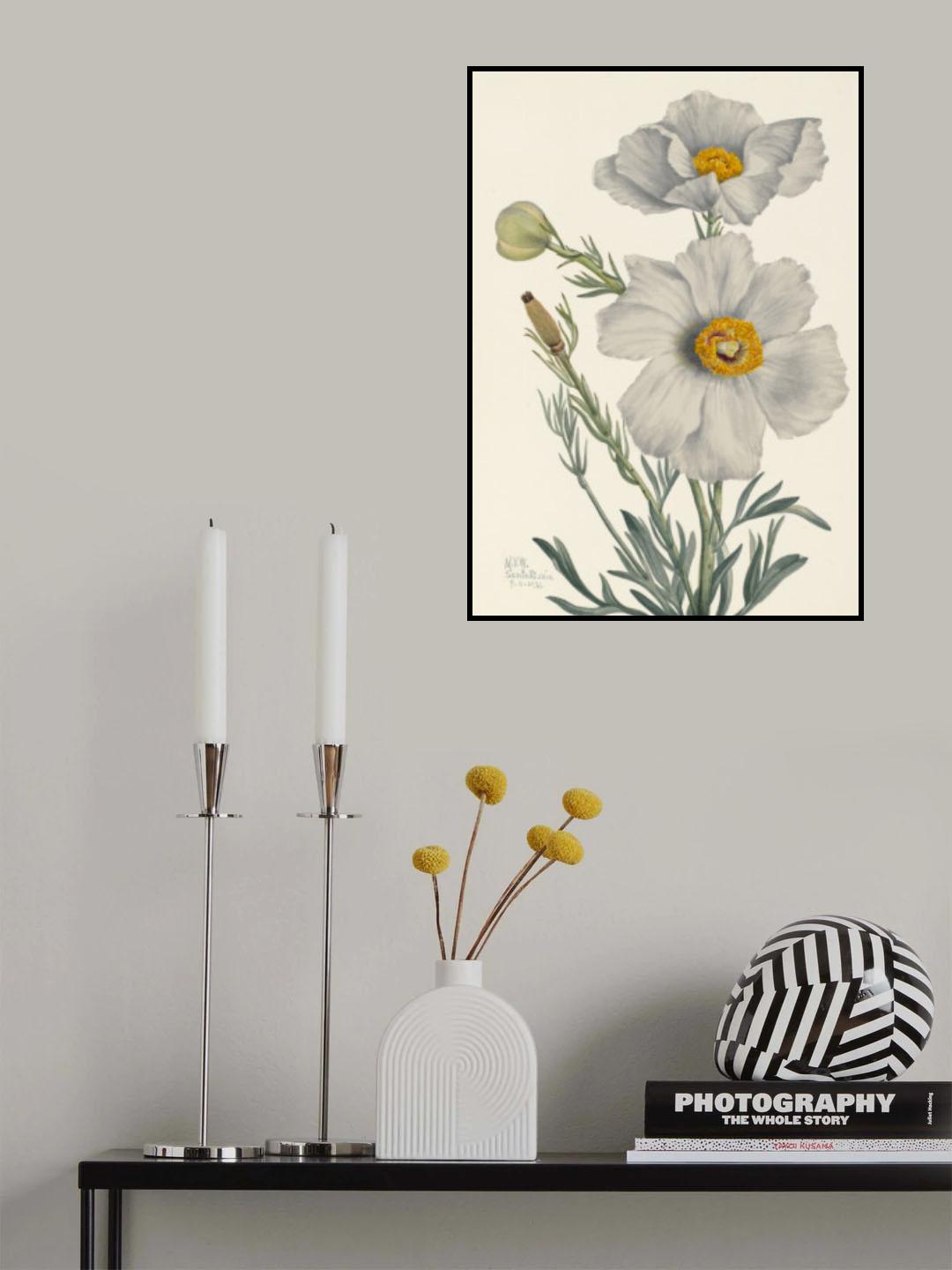 Matilija Poppy Poster och Canvastavla