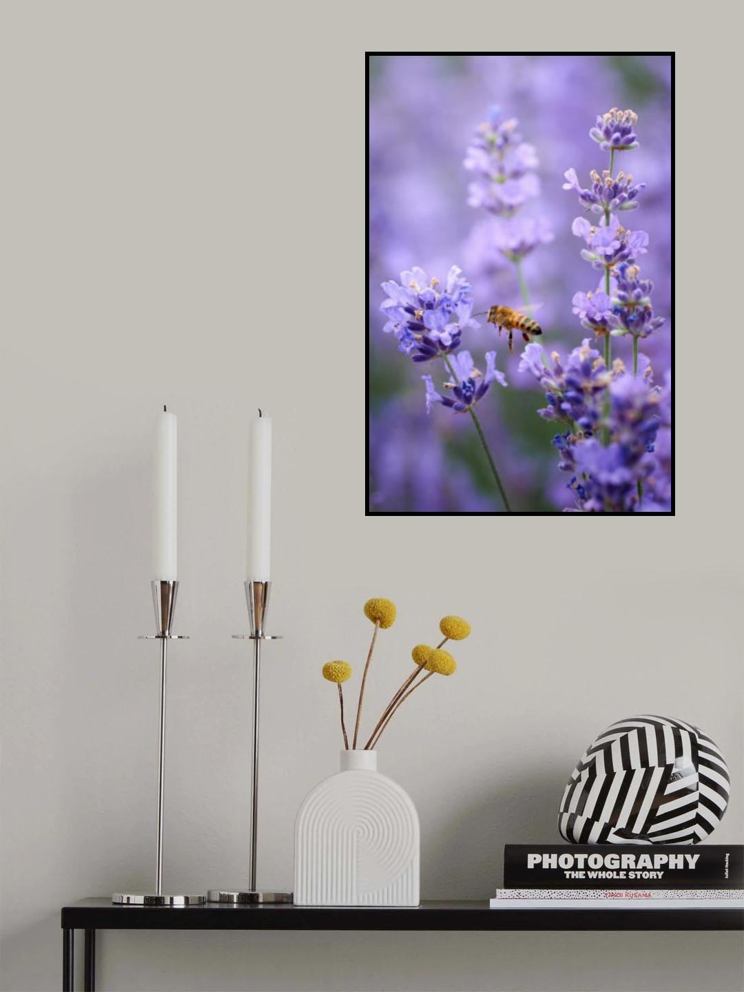 Lavender world... Poster och Canvastavla