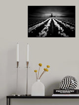 Tulip and Windmill Poster och Canvastavla