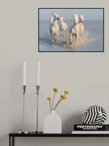 horses Poster och Canvastavla
