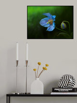 Himalayan Blue Poppy Poster och Canvastavla