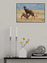 Feeding Poster och Canvastavla