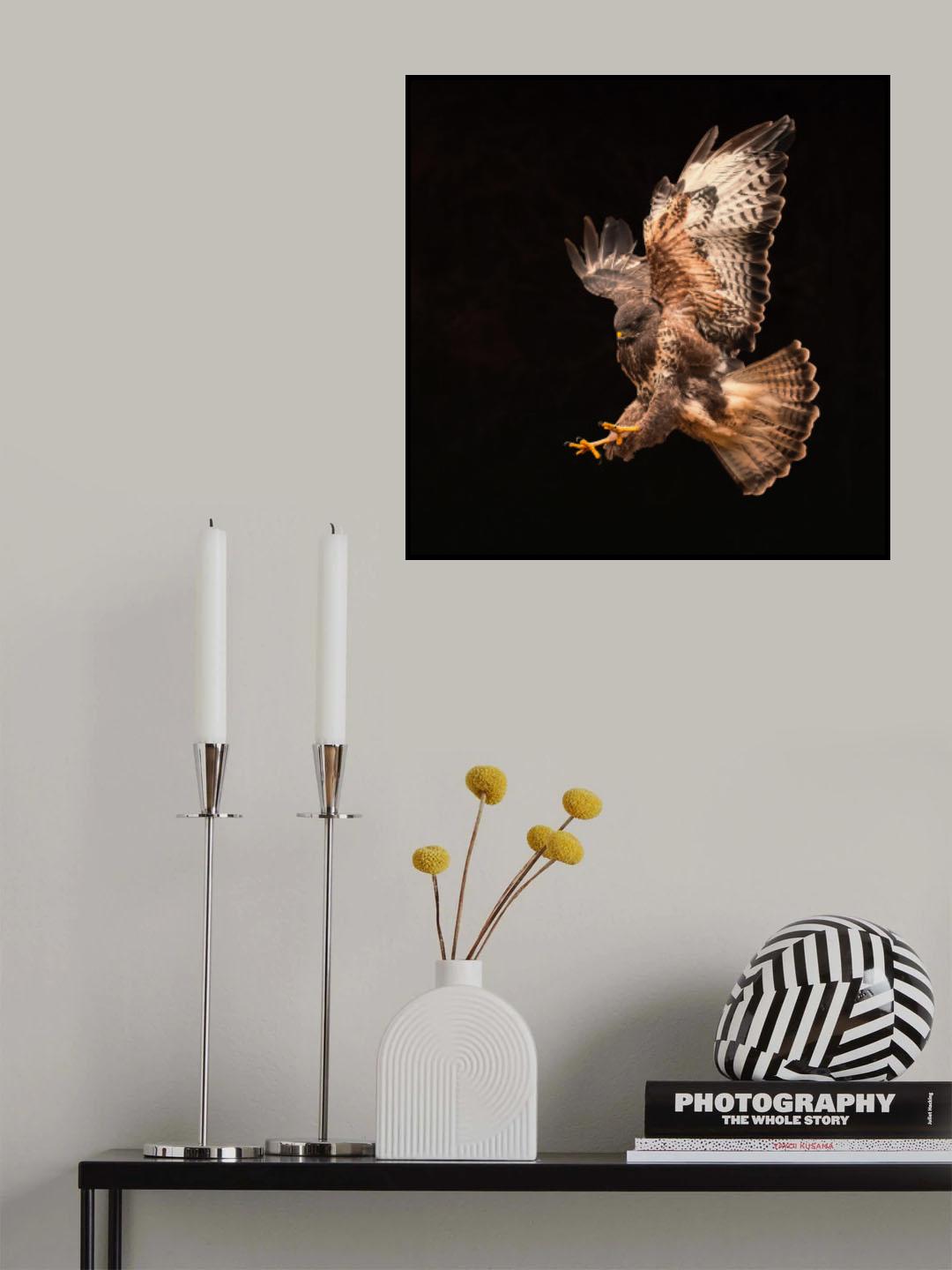 Buzzard going for a catch Poster och Canvastavla