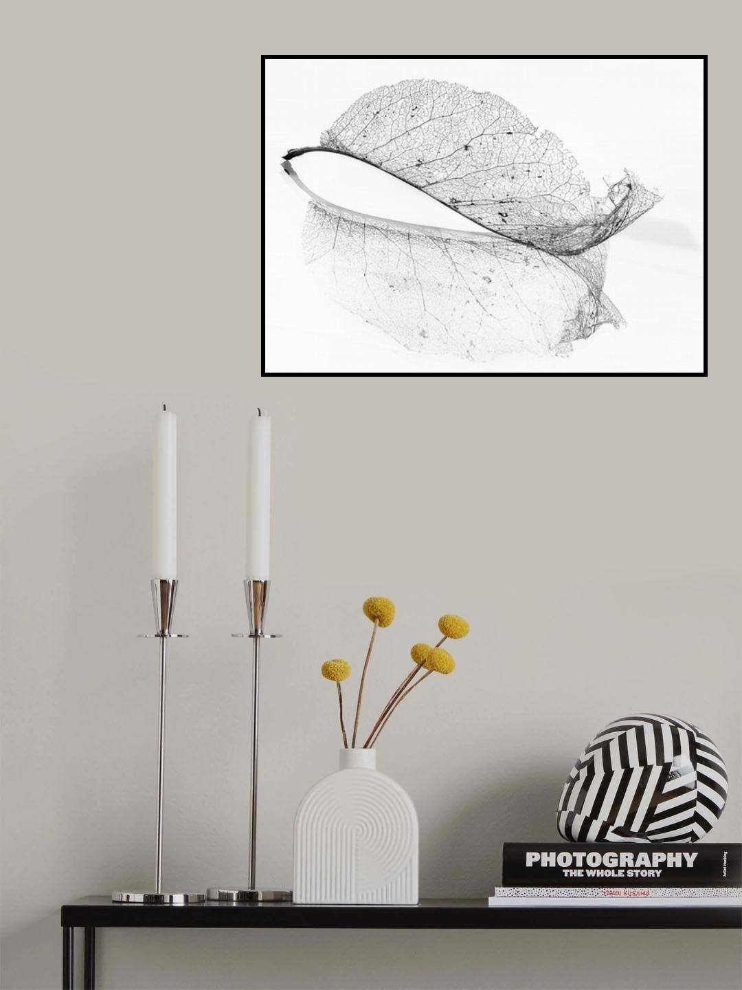 The old leaf Poster och Canvastavla