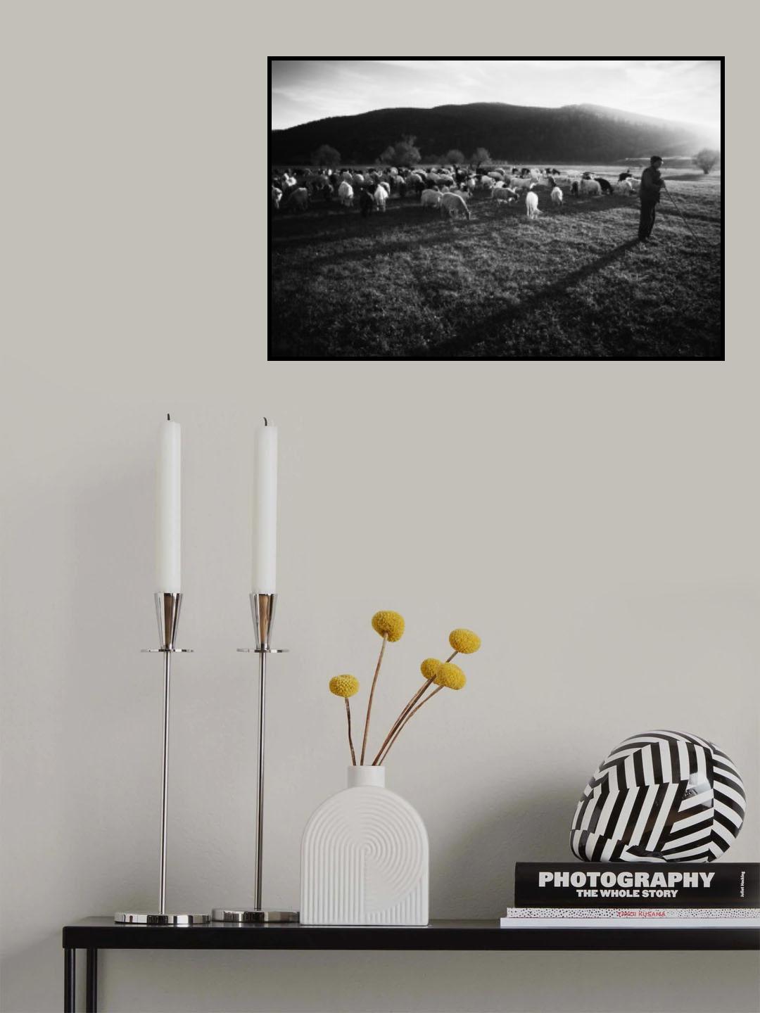 Shepherd Poster och Canvastavla