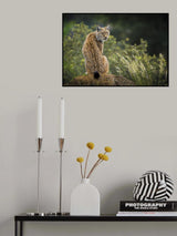 Wild look. Poster och Canvastavla