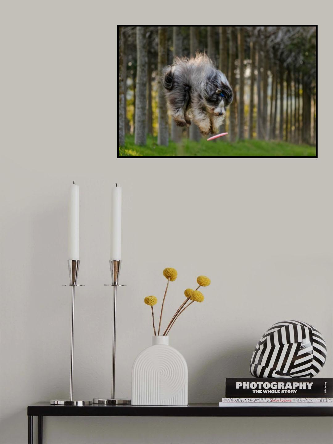 Dog and Frisbee Poster och Canvastavla