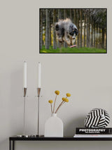Dog and Frisbee Poster och Canvastavla