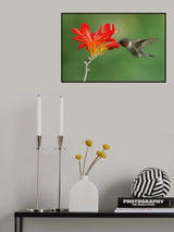 Ruby-throated hummingbird Poster och Canvastavla