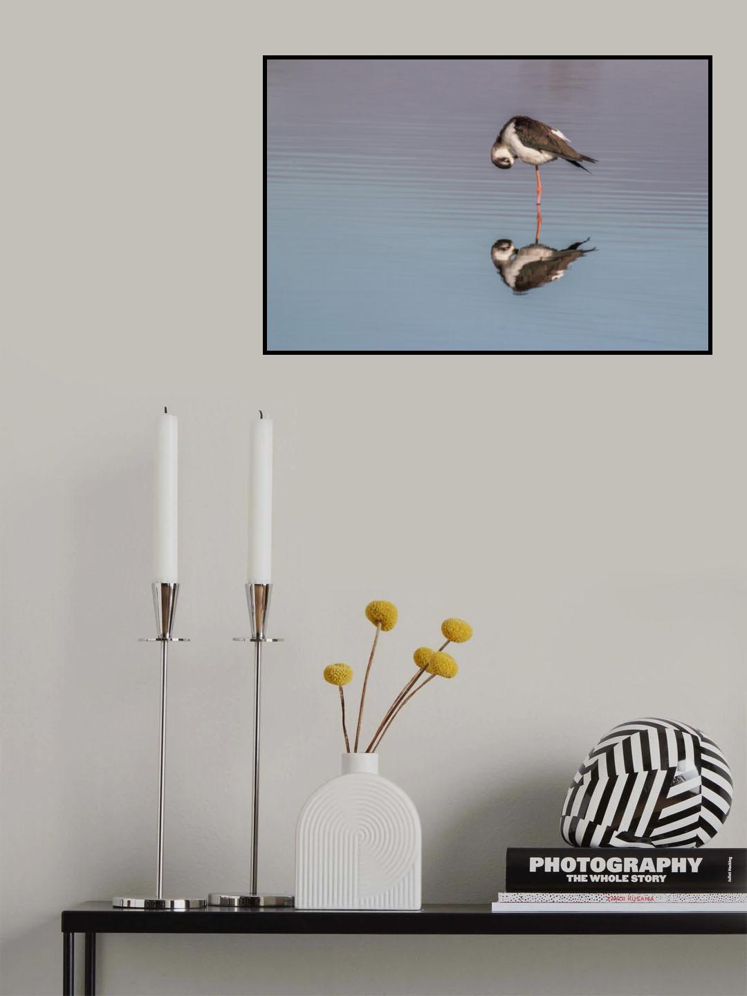 shy Poster och Canvastavla