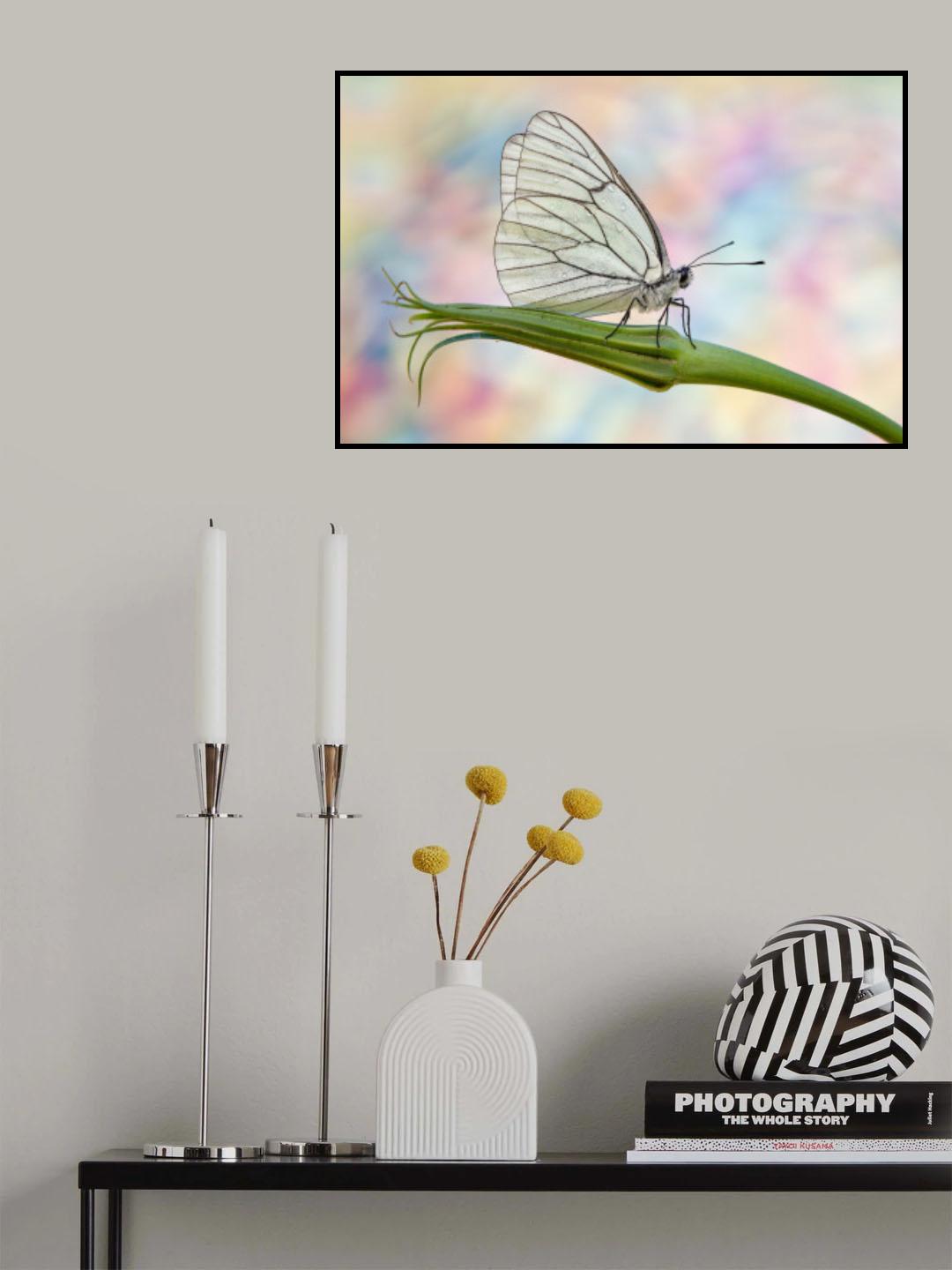 Aporia crataegi Poster och Canvastavla