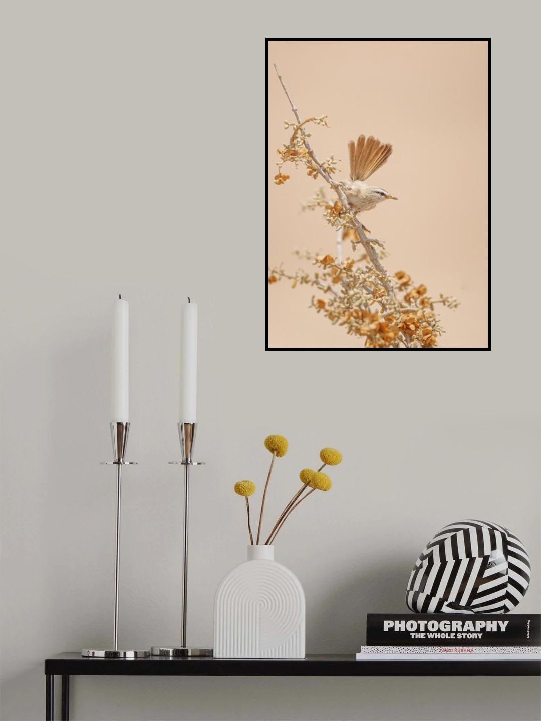 Scrub Warbler Poster och Canvastavla
