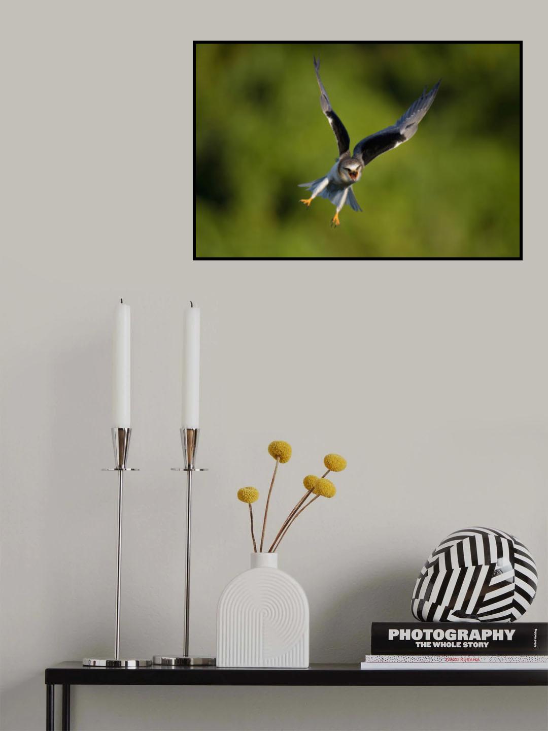 Black-winged Kite Poster och Canvastavla