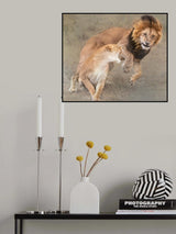 Playful Simba and Nala Poster och Canvastavla
